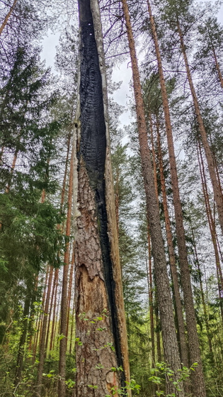 Грибы и лес