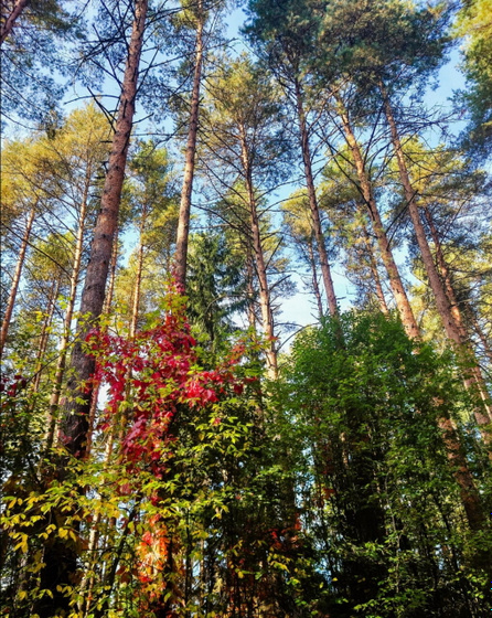 Ступай в лес.