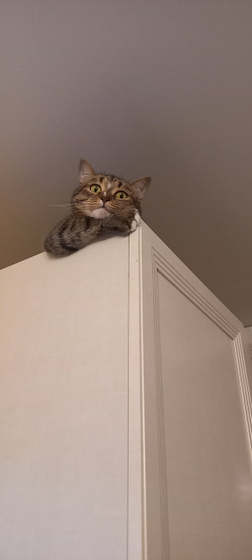 Посоветуйте наполнитель для лотка 🐾🐈🐾