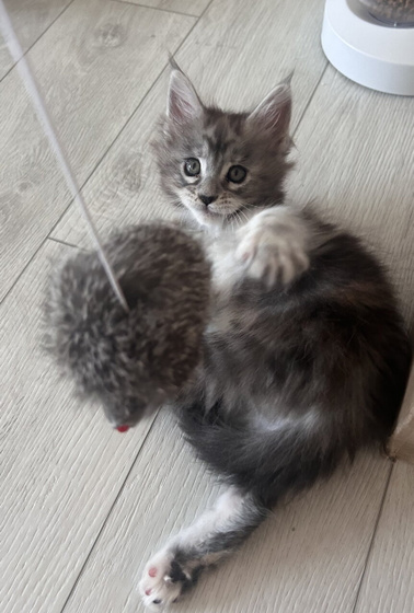 Корм для кошек