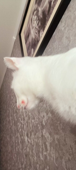 Кровит у кота