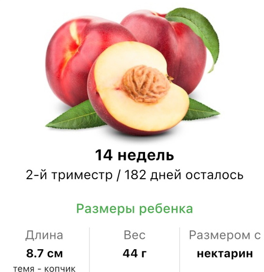 14 недель Как