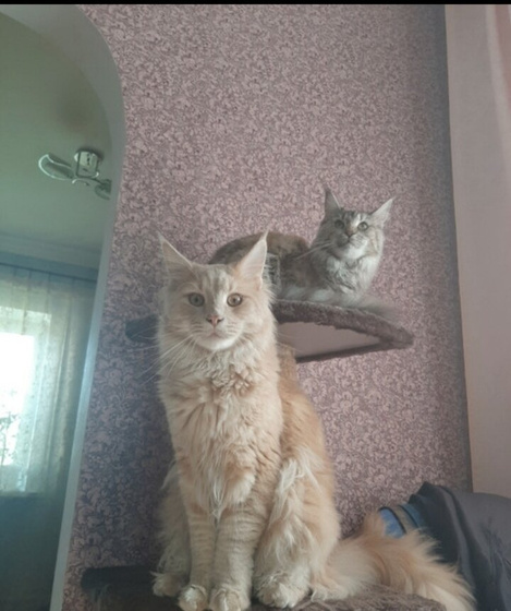 А я снова о котах ❤️