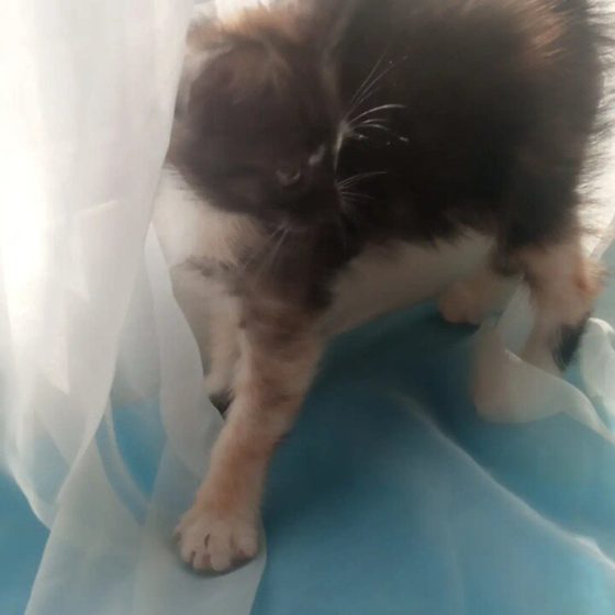 Как отвадить уличного котенка