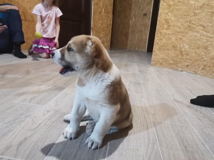 Новый член семьи?