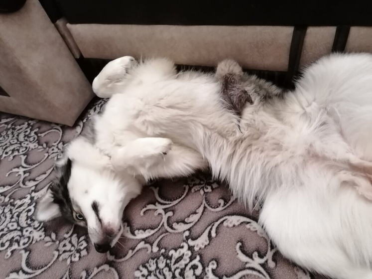 Котятки.