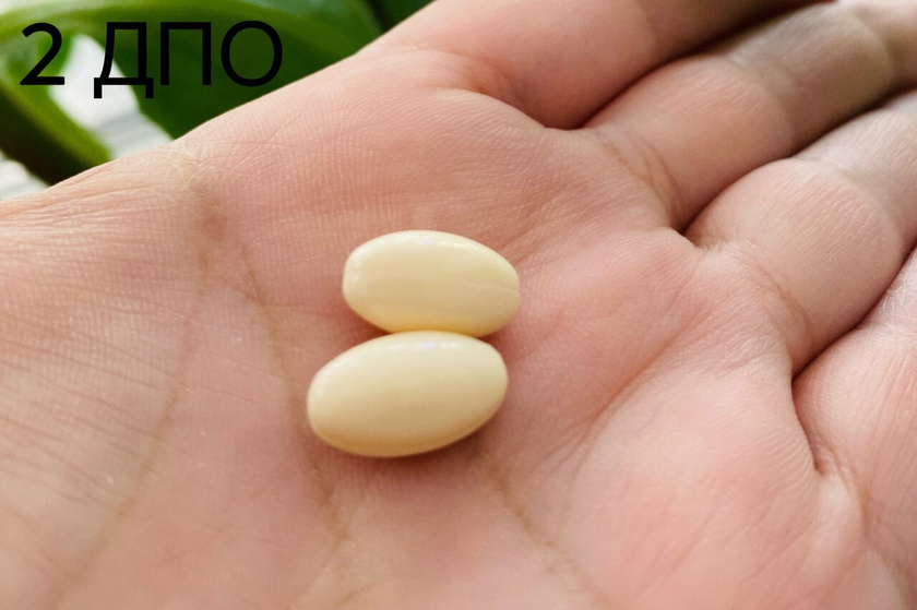 2️⃣ ДПО