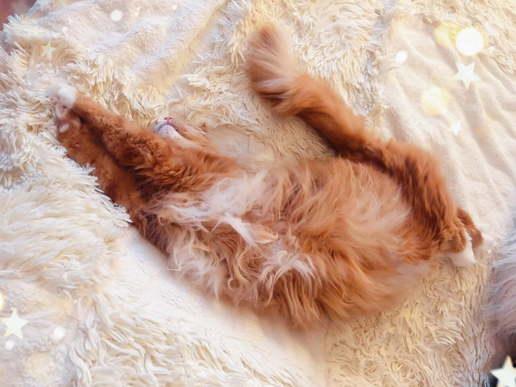 Кошка и малыш ❓