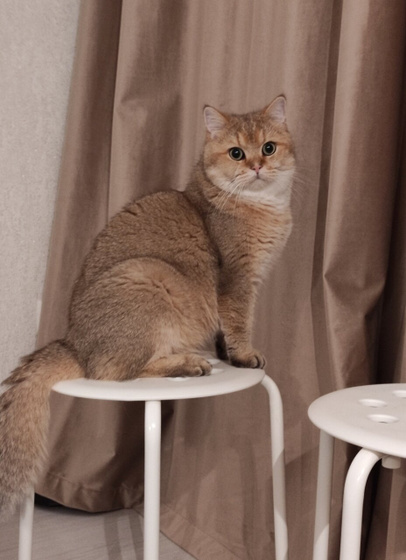Кот ?
