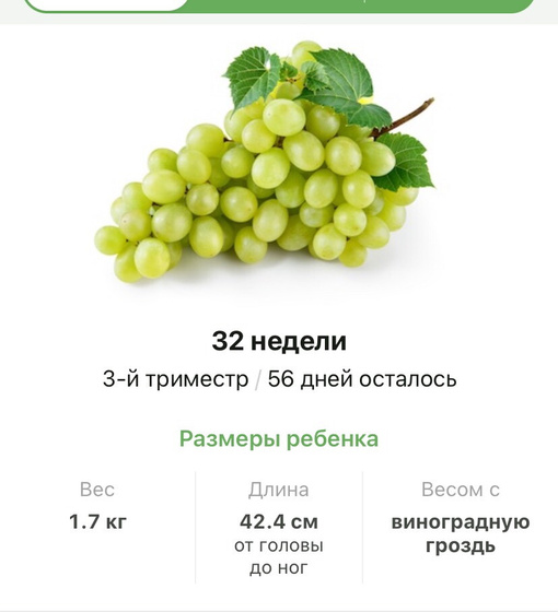 32 недели .