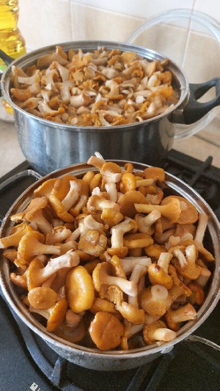 Лисички.