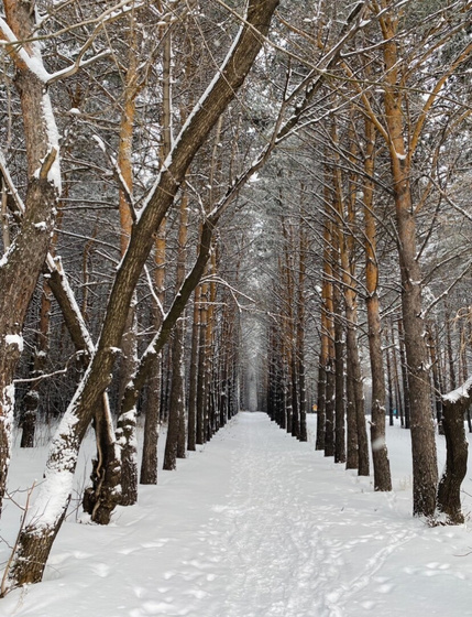 Погуляли по лесу??