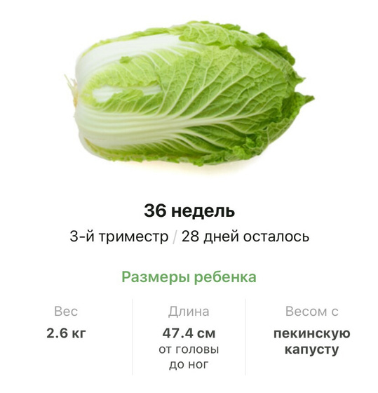 36 недель .