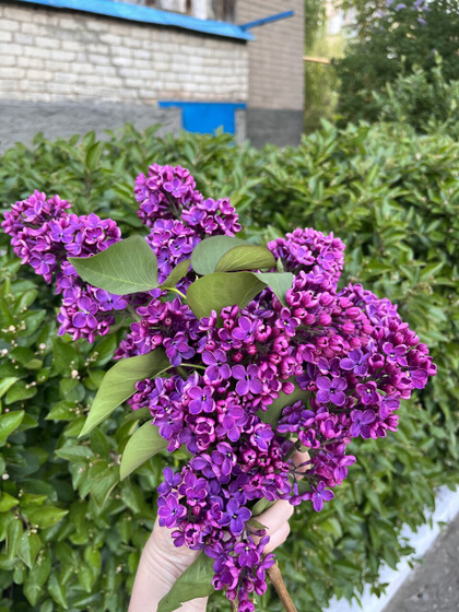 Гуляю?