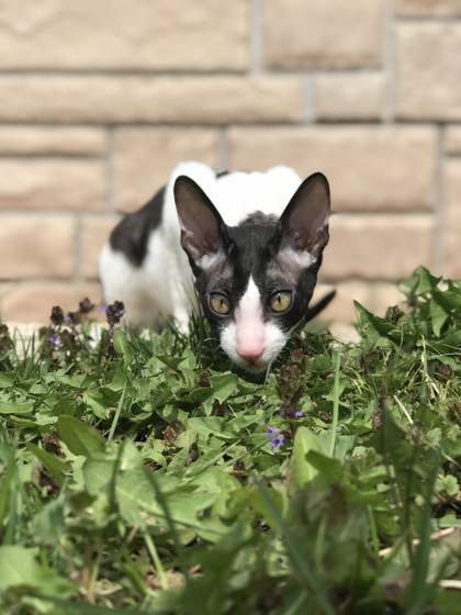 Аллергия на кошек
