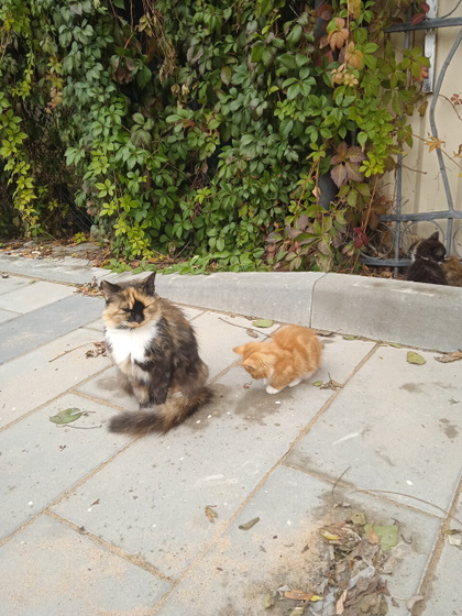 Про котиков