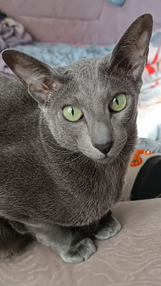 Насморк у кошки