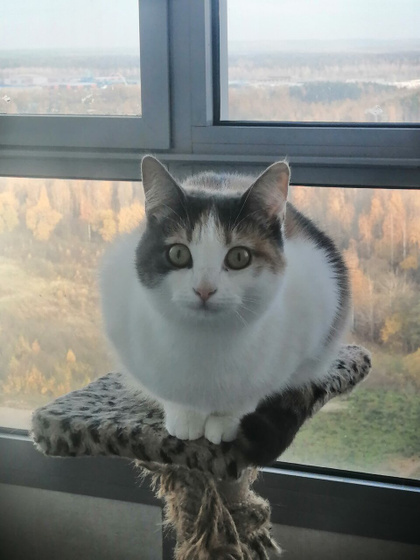 Кошка толстеет, ест по