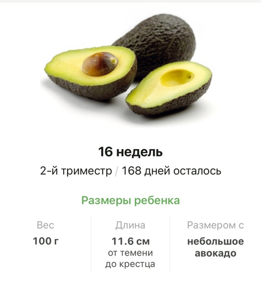 16 недель .