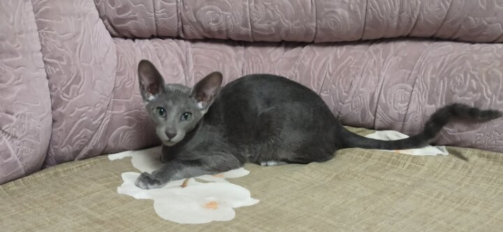 Корм для кошки😺