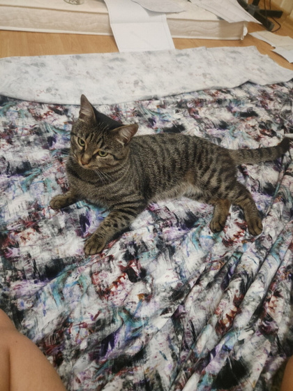 Разлука с котом