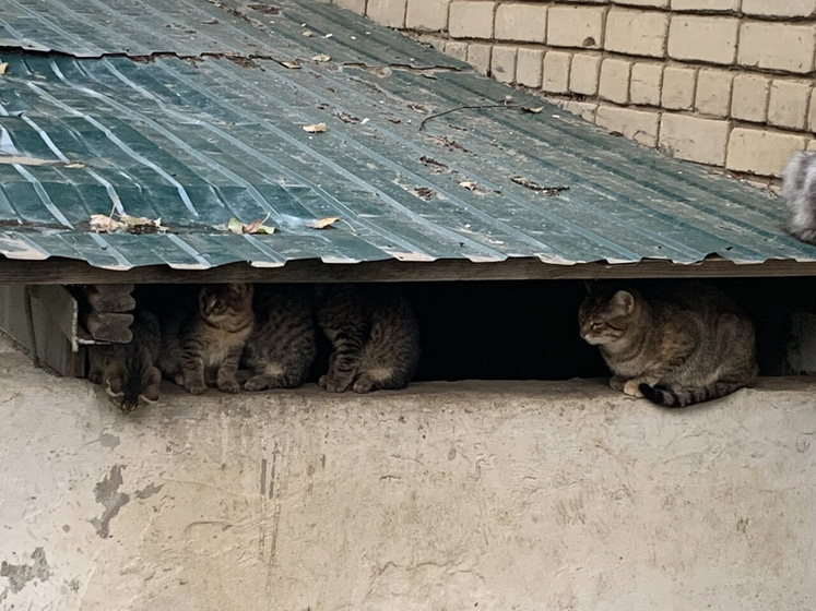 Котята. Волгоград