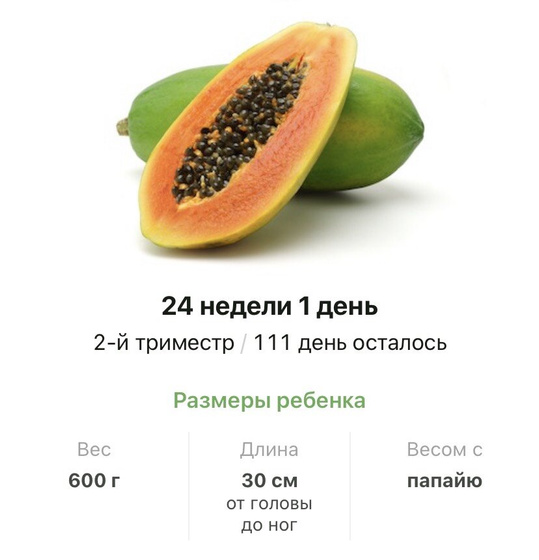 24 недели .