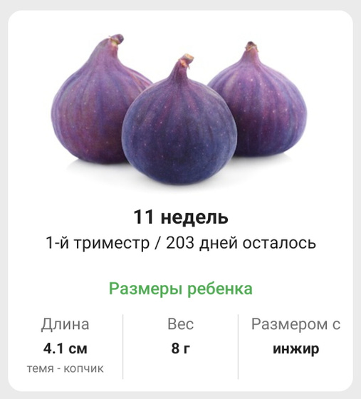 11 неделя. 🫐🫐🫐