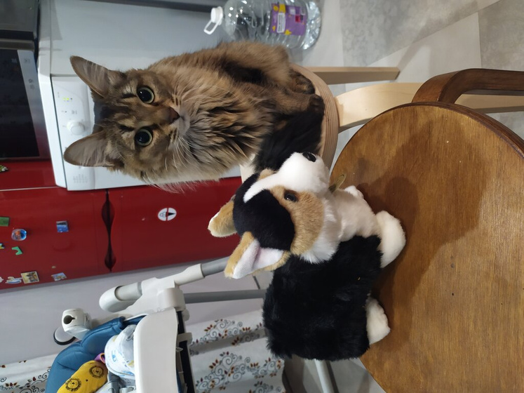 Психология кошек