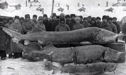 Когда не было фотошопа, зато была рыба в наших реках))