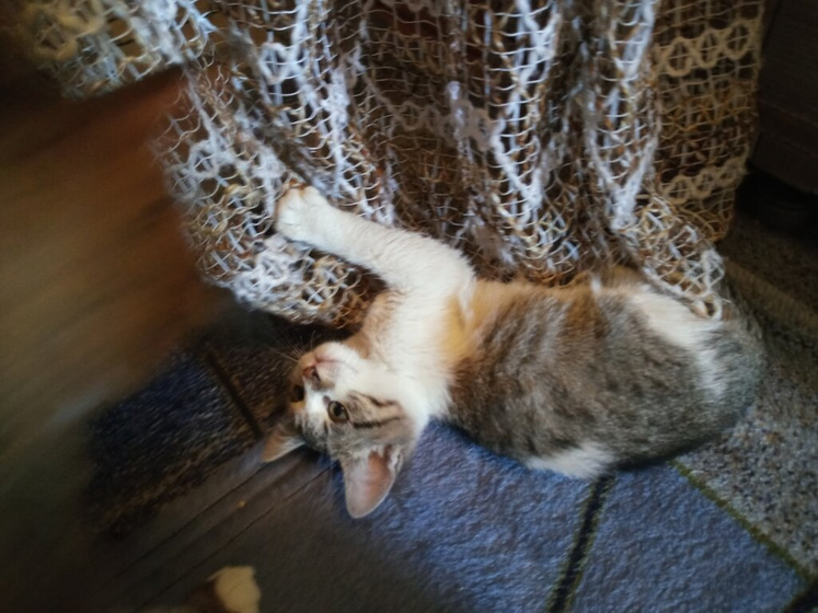 Котенок. Киев