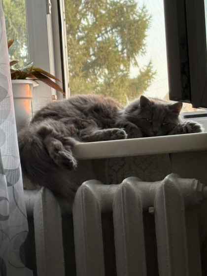 Каждое утро такой взгляд))