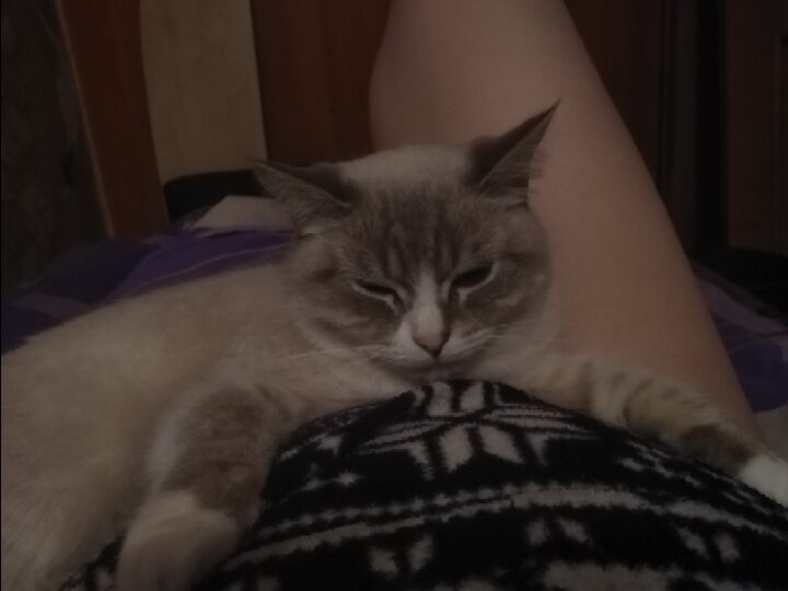 что-то на кошачьем?