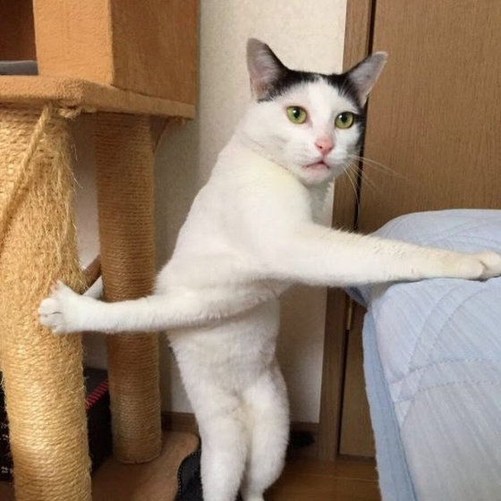 Кото-пятница))) Много мими-фото котиков