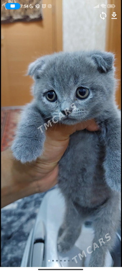 Девочки какой лучше?)))