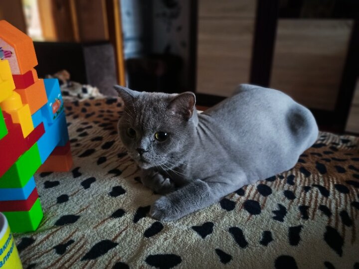 Подстригли кота.