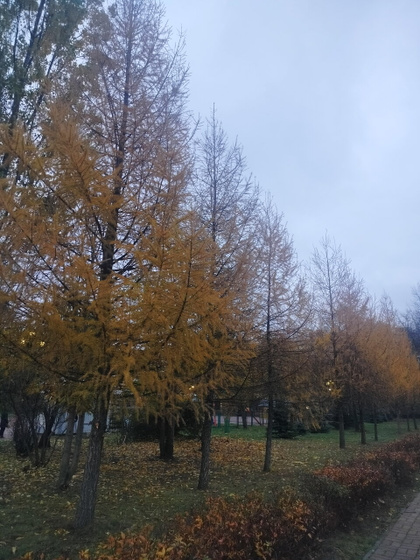 Всем доброй ночи 🌃
