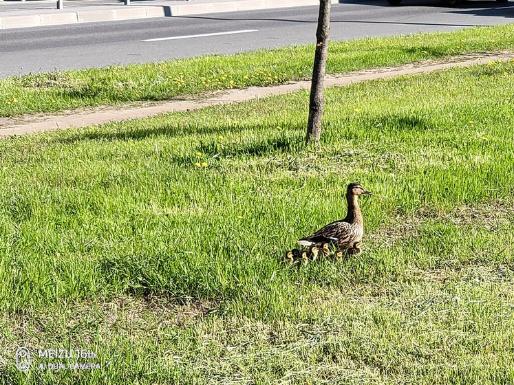 Приступаю к тестомании 9 дпо
