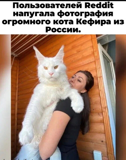 Мейн-Кун.