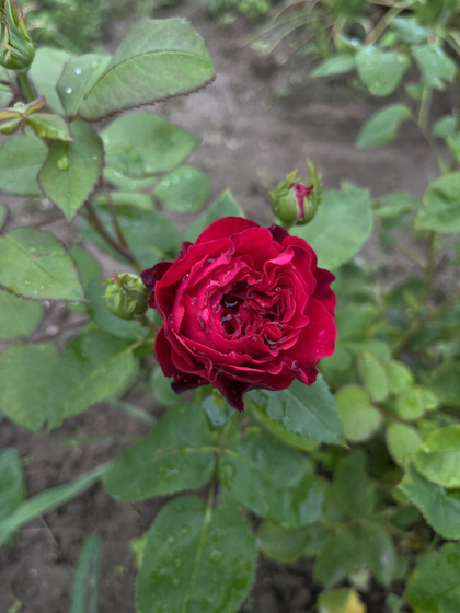 30 недель