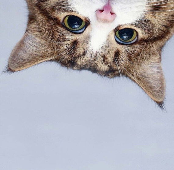 Кото-пятница))) Много мими-фото котиков