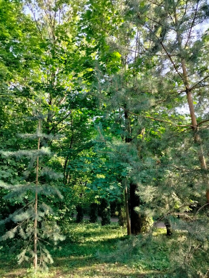 ☘️☀️💚🌿🌳