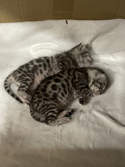 Родственники хотят котенка, за так…