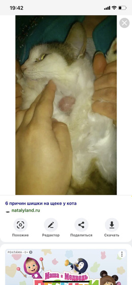 Наркоз животным!