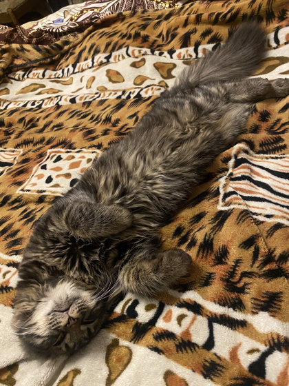 Котёнок