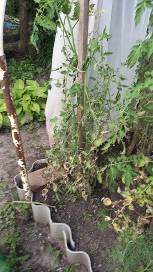 Девочки,Огородницы Подскажите что