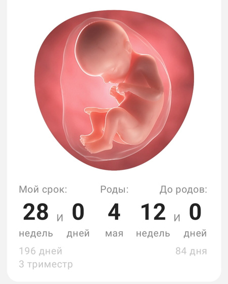 28 недель