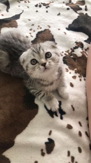Кошка сбежала с дома в течку