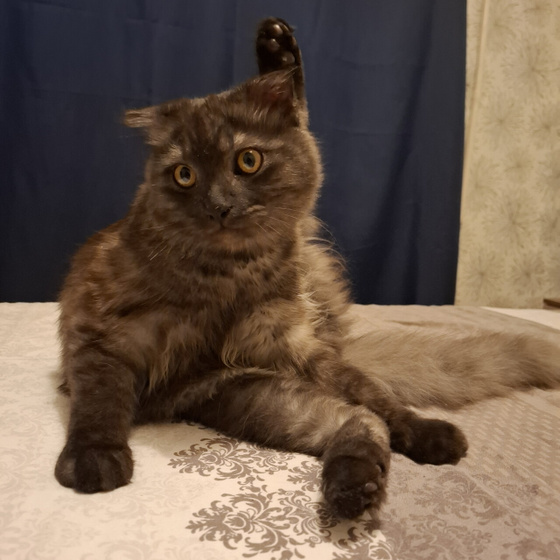 Котосемья