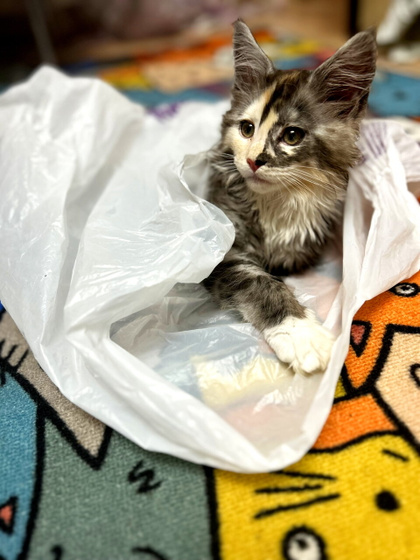 Имя кошке
